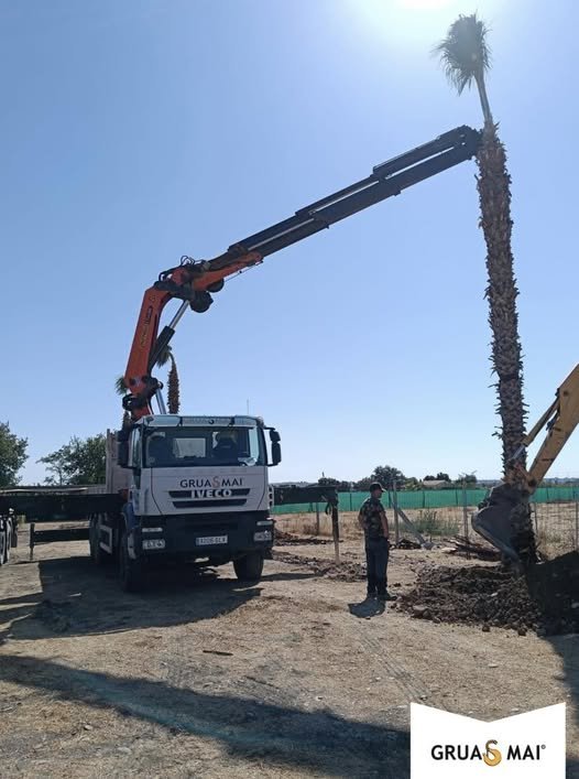 Colocación de una palmera con camión pluma — Grúas MAI en Extremadura